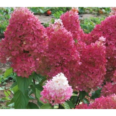 Hortensja bukietowa Petite cherry  c2